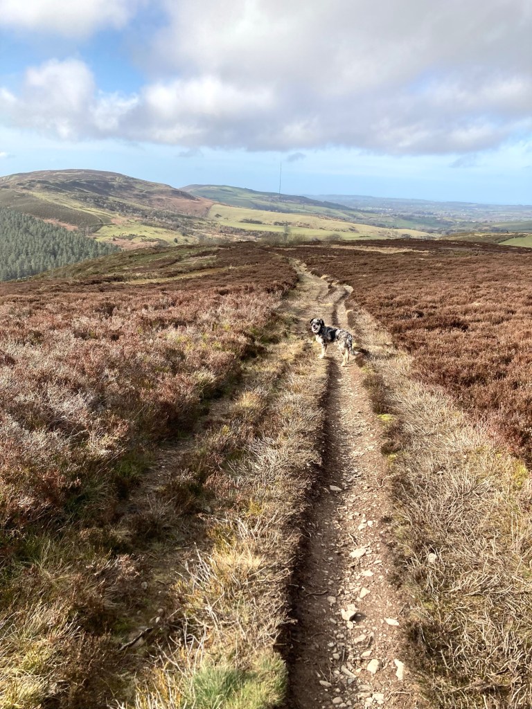 the view to Moel y Parc from Moel Arthur