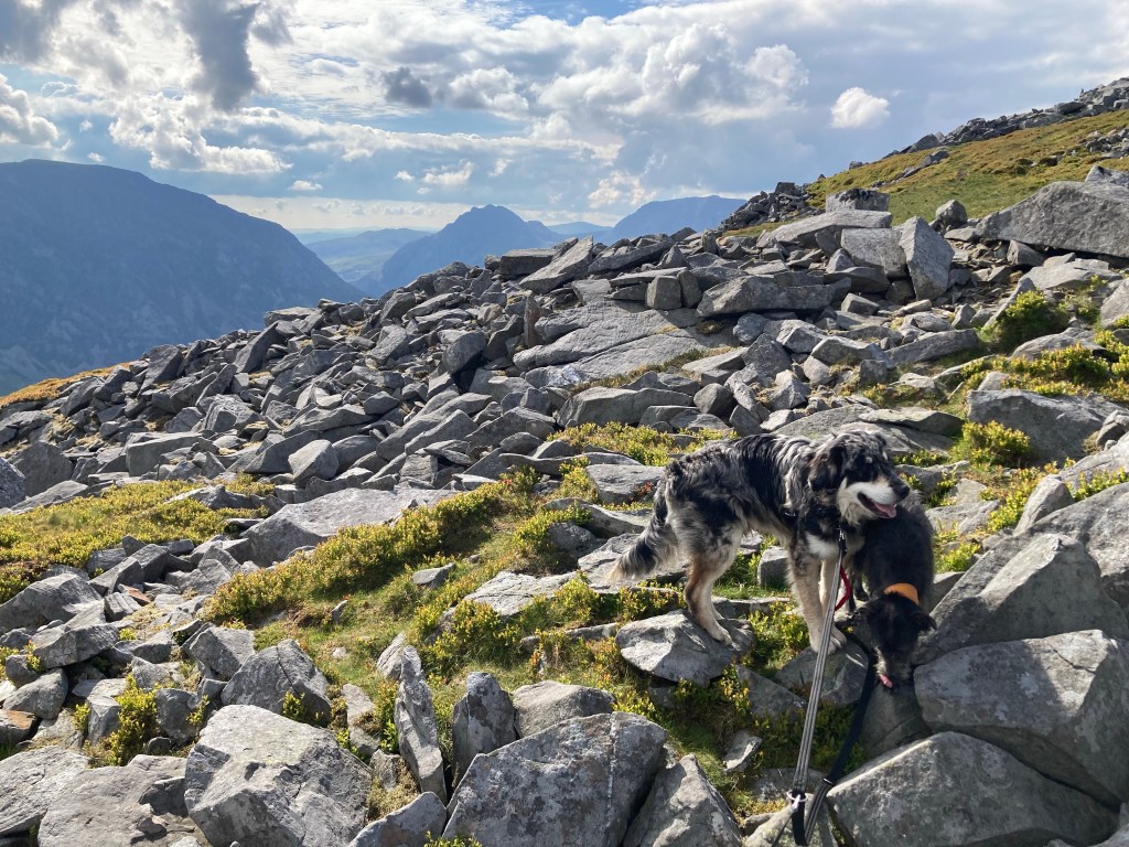 Looking at Tryfan and Pen yr ole wen from Carnedd y Filiast Summit