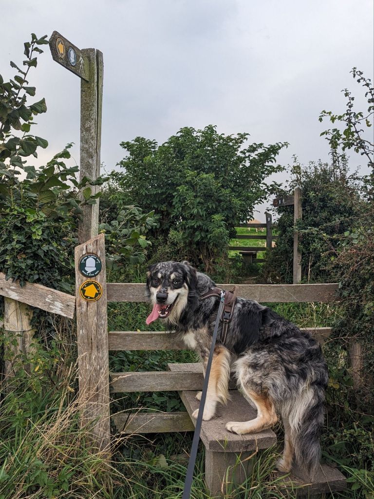 Ziggy on a stile
