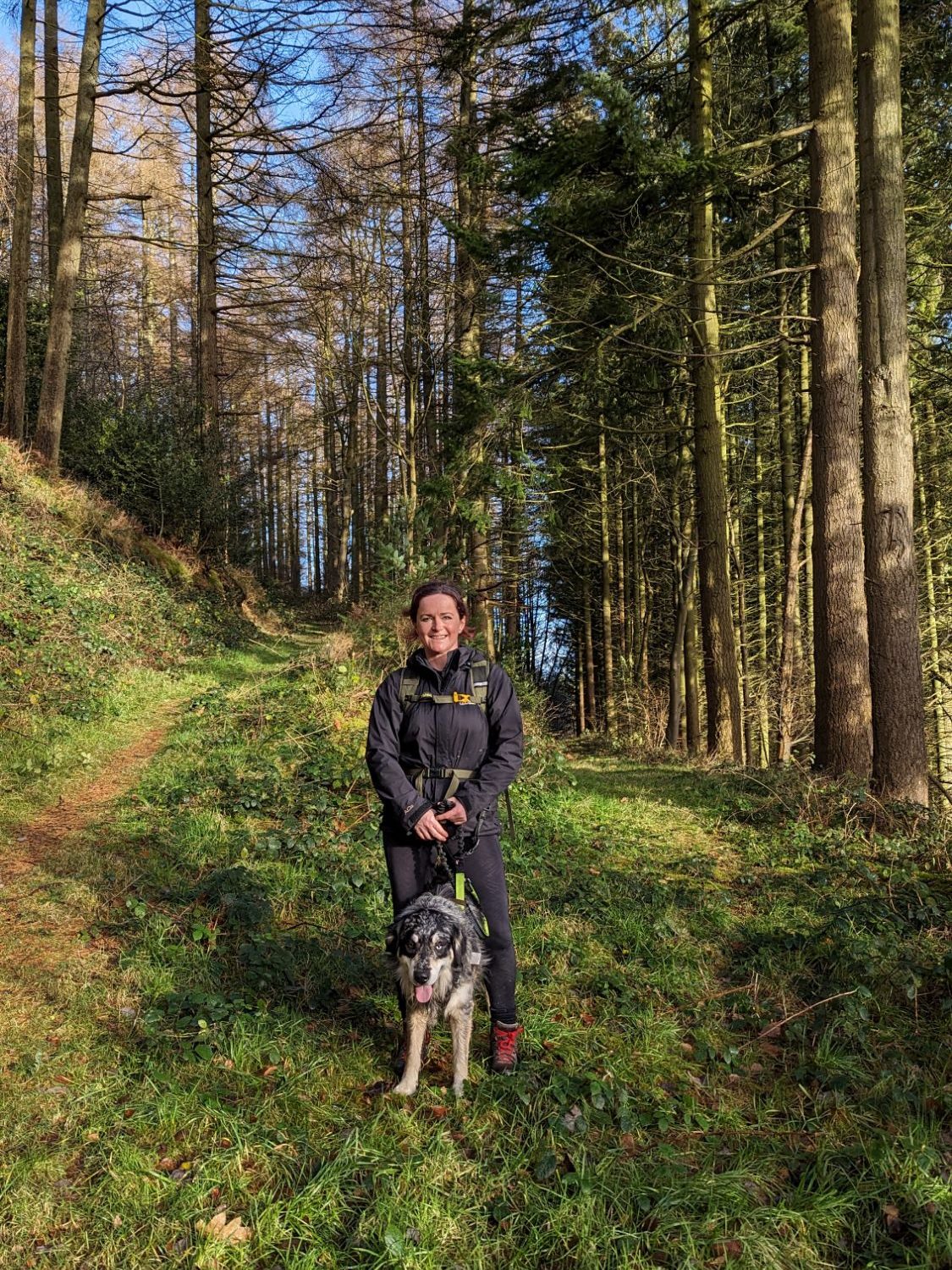 fork in the forest track