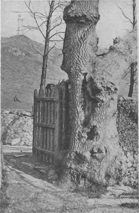 
ULVERSTON, BARROWS MONUMENT IN THE DISTANCE.