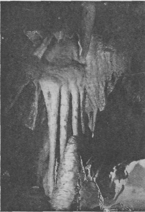 STUMP CROSS CAVES