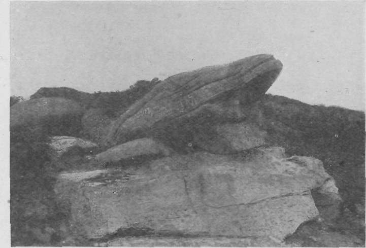 THE TOAD'S MOUTH.