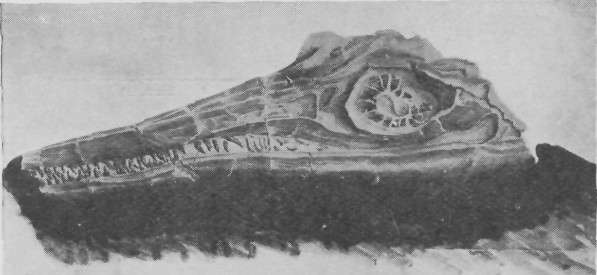 HEAD OF THE ICHTHYOSAURUS.