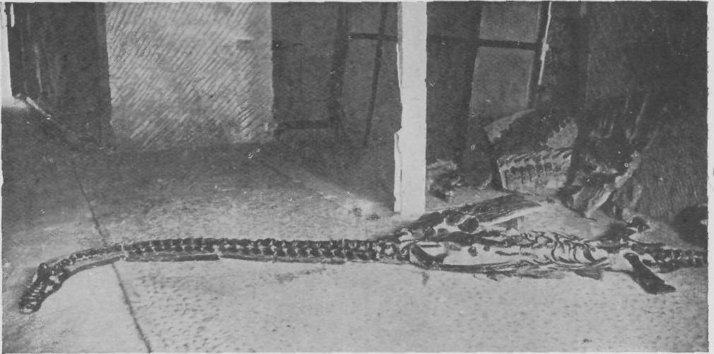 
REMAINS OF ICHTHYOSAURUS DISCOVERED AT CHARMOUTH.