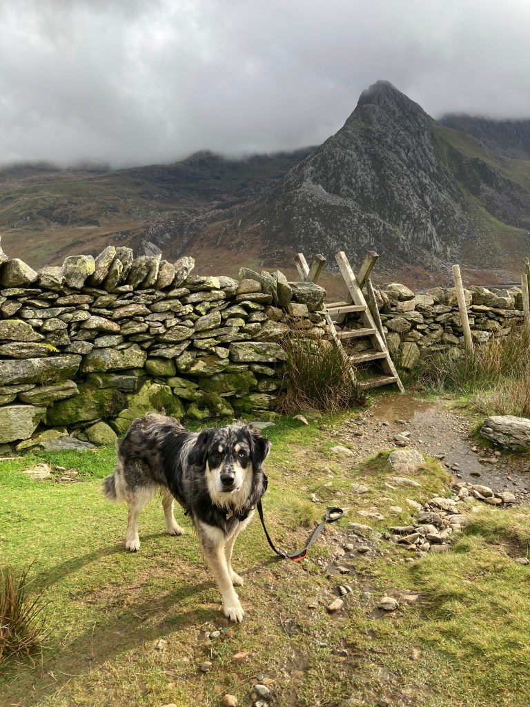 Ziggy in front of one of the most photographed stiles in the uk with Tryfan in the background