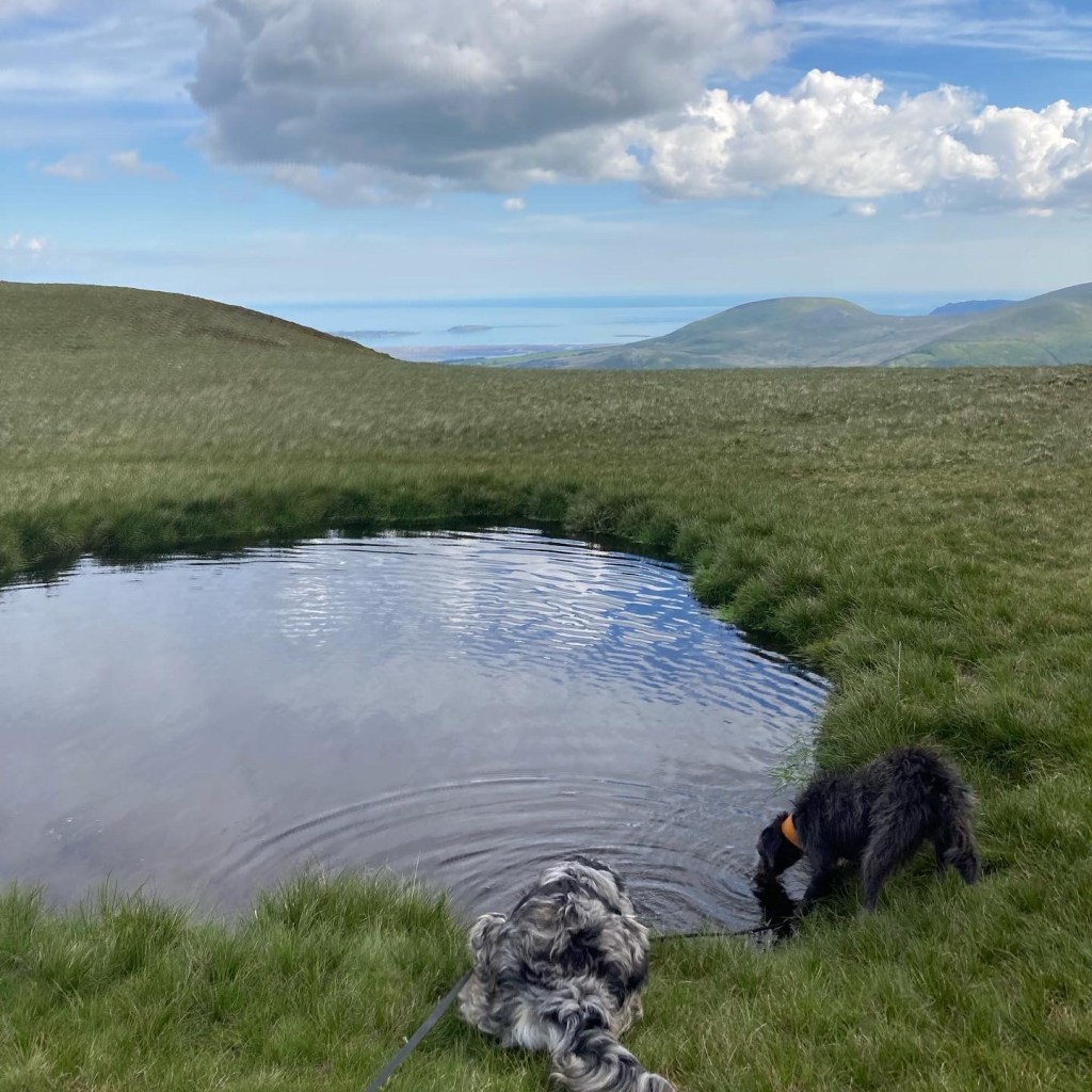 is it ok for dogs to drink from lakes and streams