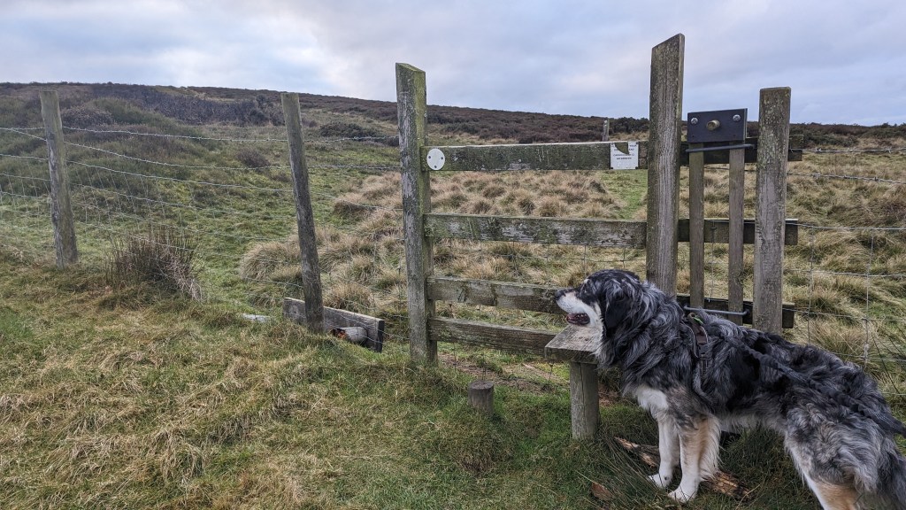 Not all stiles have dog gates on them