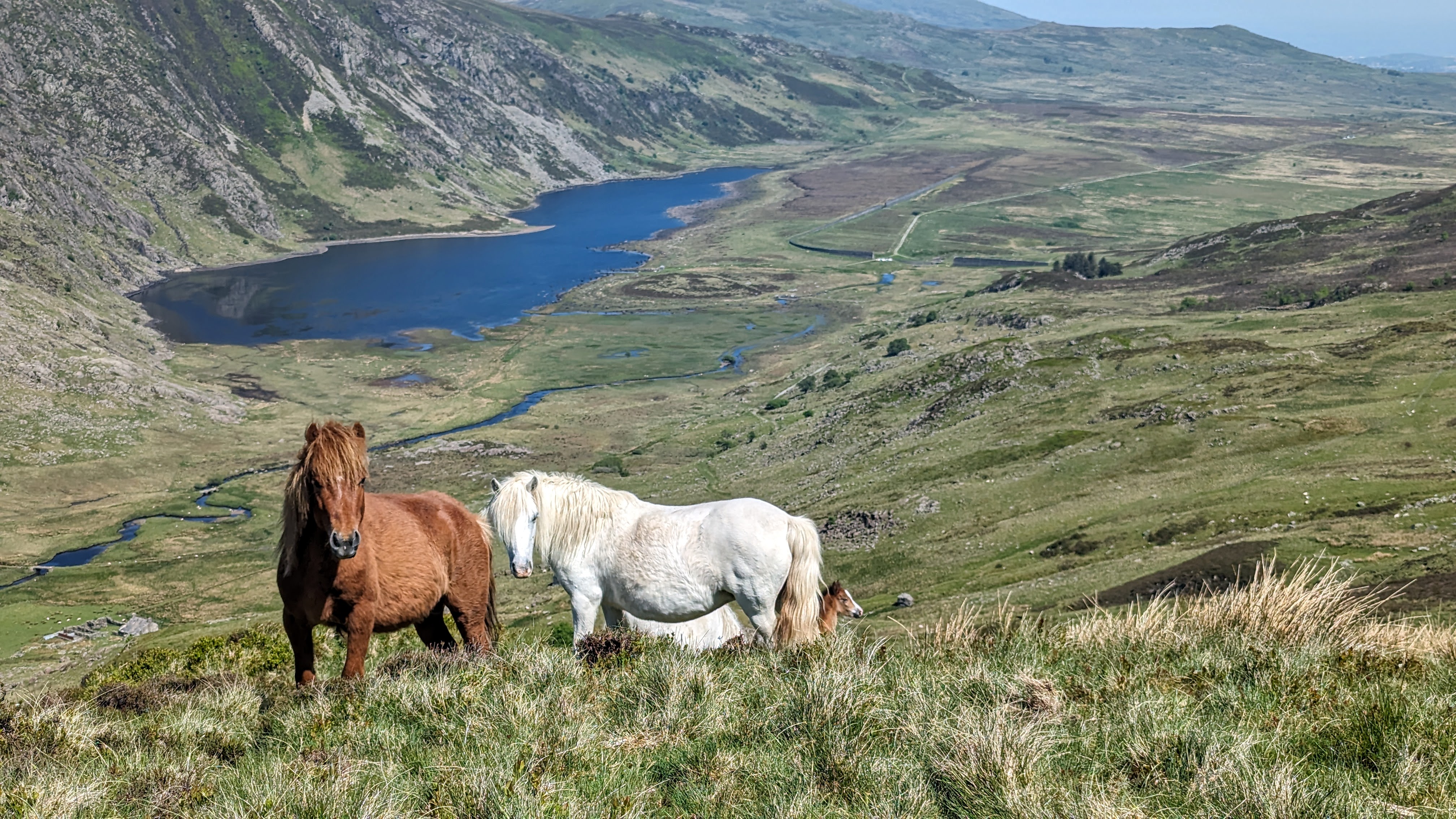 Carneddau ponies