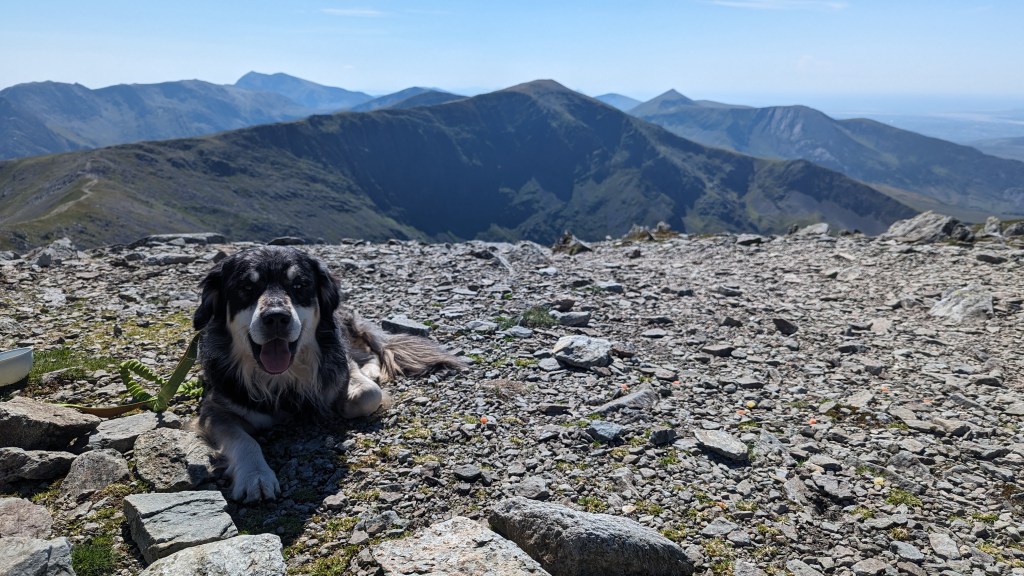 Carnedd Llywelyn Summit. The final summit of the Cwm Eigiau Horseshoe- Ziggy my coltriever relaxing at the top