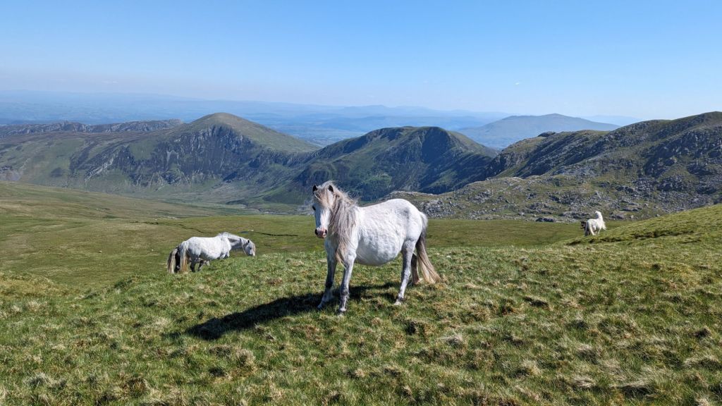 Carneddau ponies, it's a treat to see such beautiful wild animals as you walk in the Carneddau