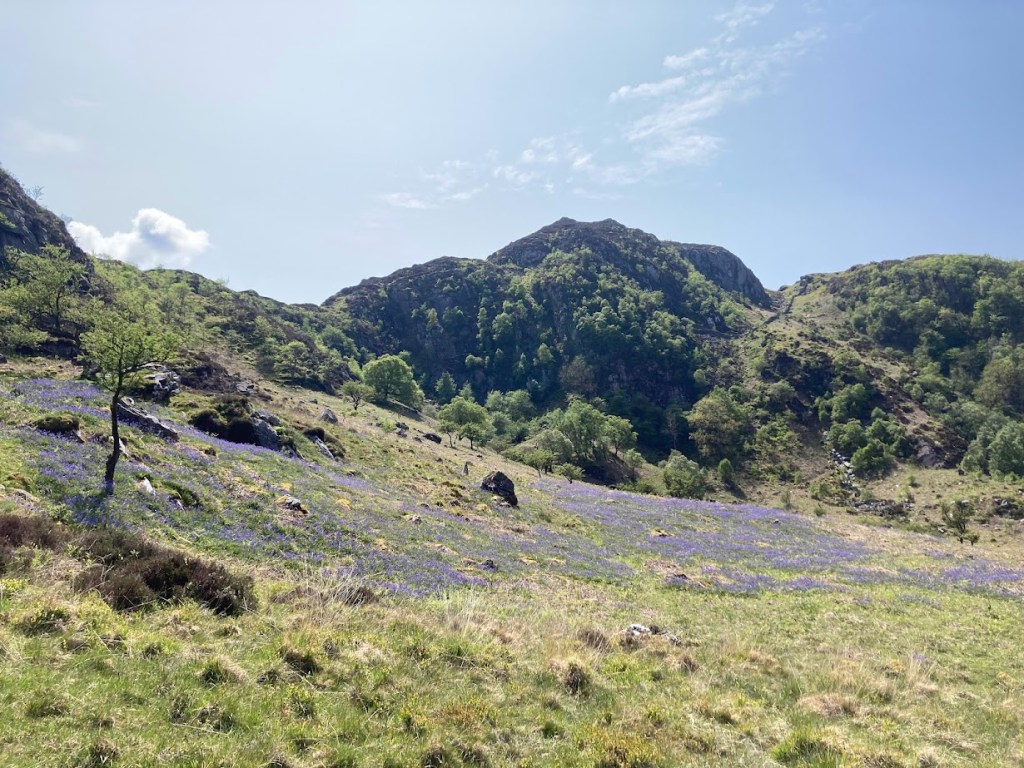 bluebells at Llyn Crafnant