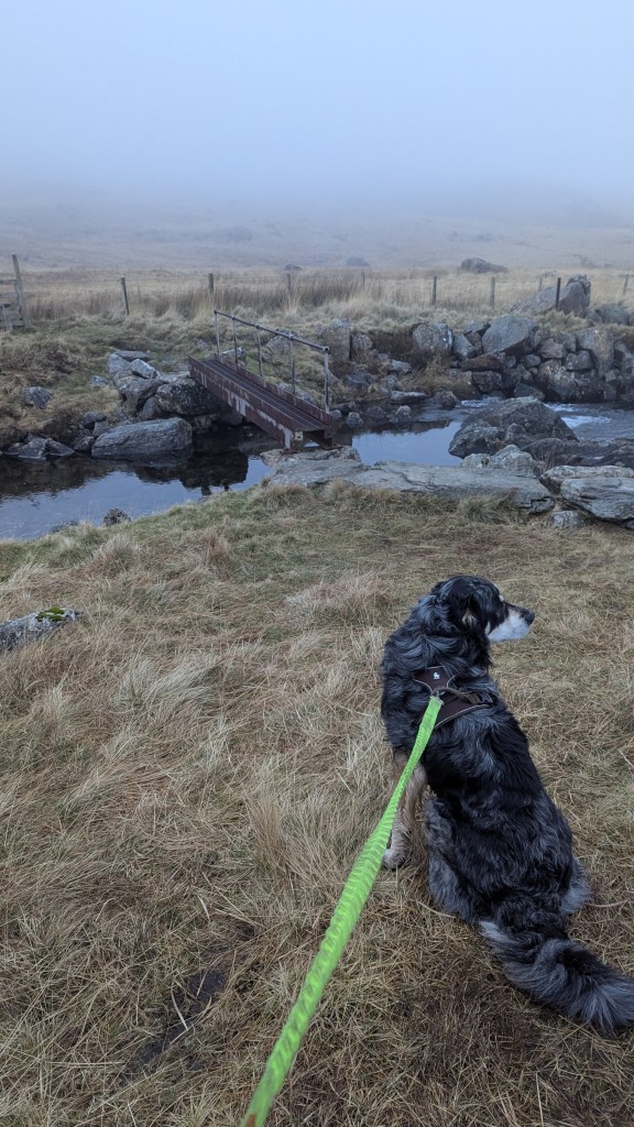 A dog sits on grassy terrain, looking toward a small footbridge over a stream, surrounded by misty conditions and scattered rocks.