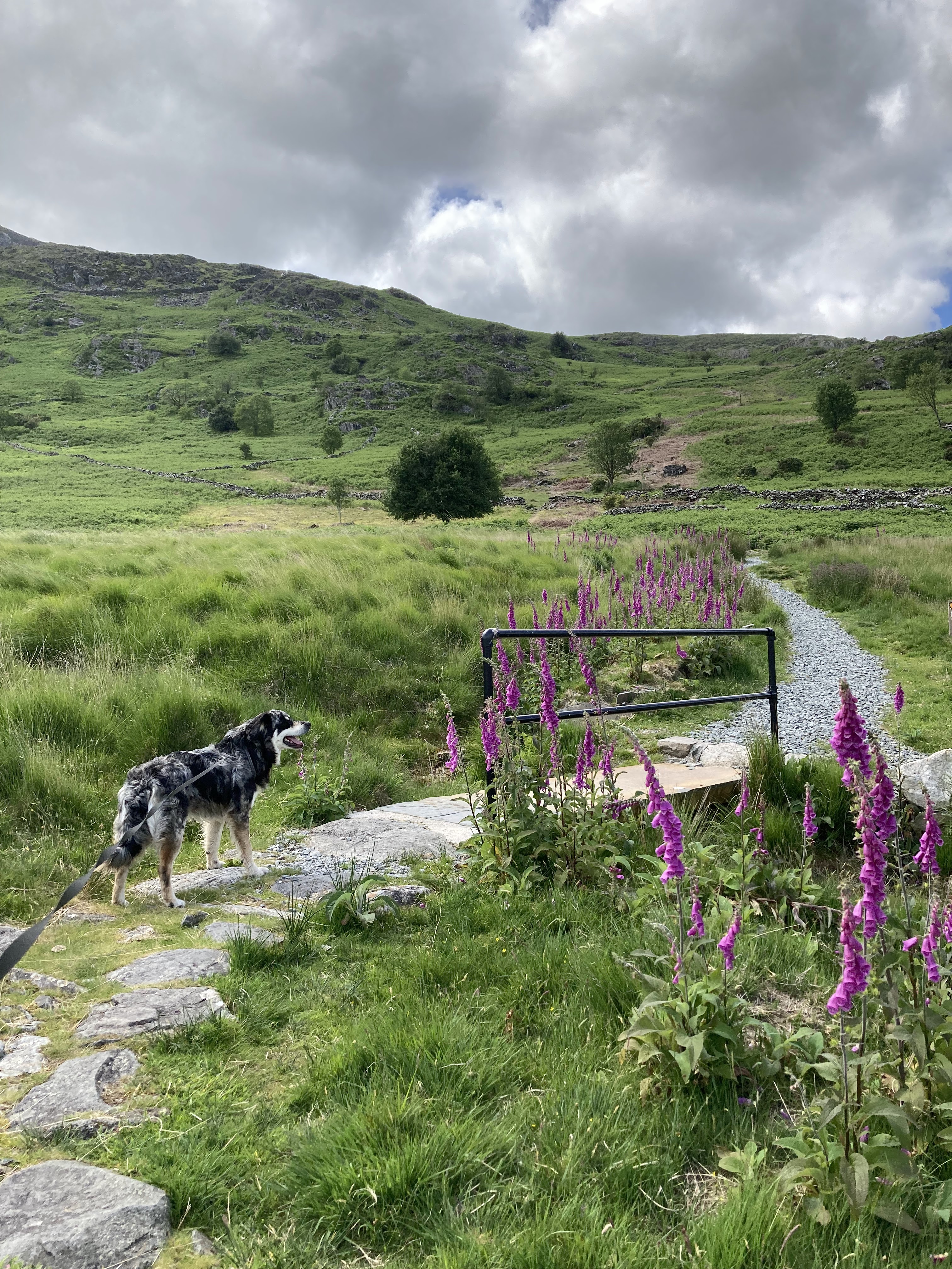 Bridge over a stream on the path up to Moel Hebog with Ziggy the Coltriever