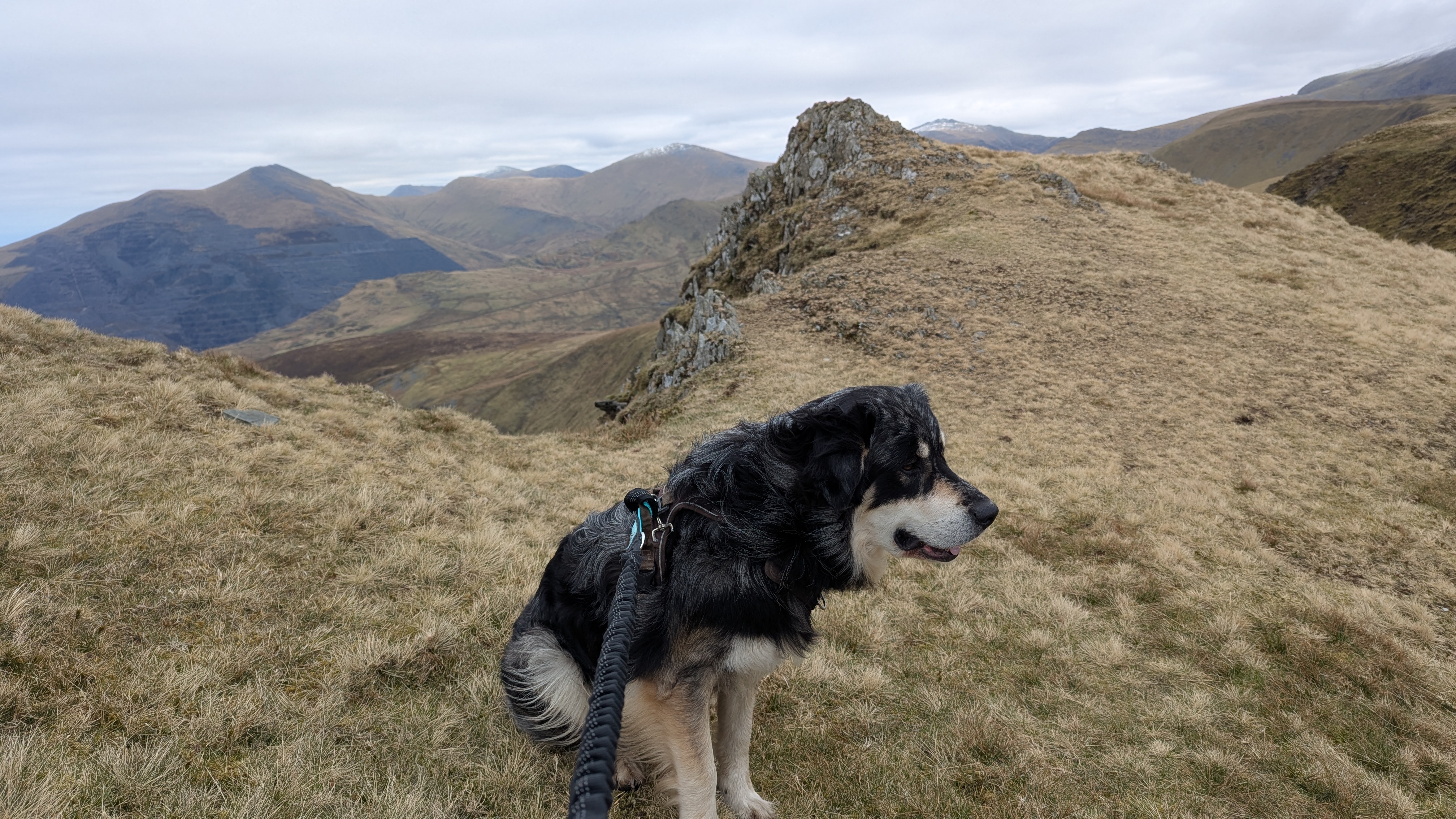 Moel Eilio walk - Ziggy the coltriever with Glyderau in the background