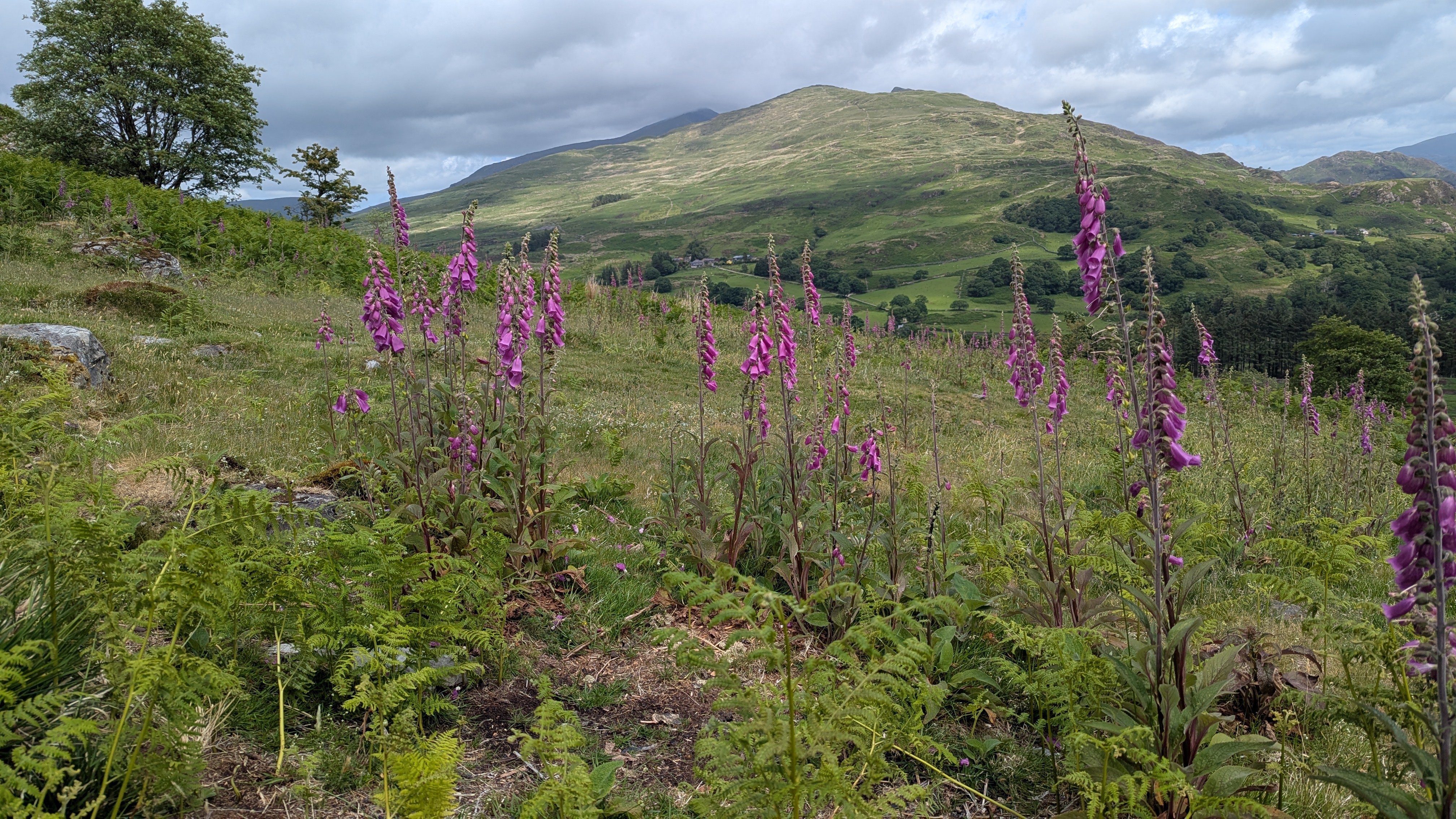 Foxgloves on Moel Hebog