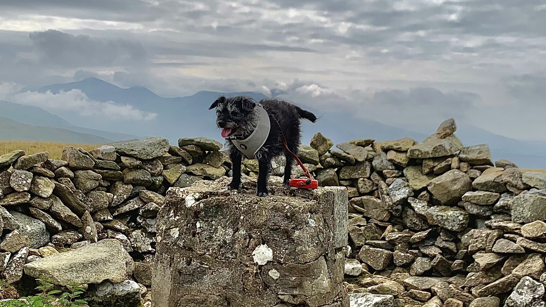 A terrier on a trig pillar