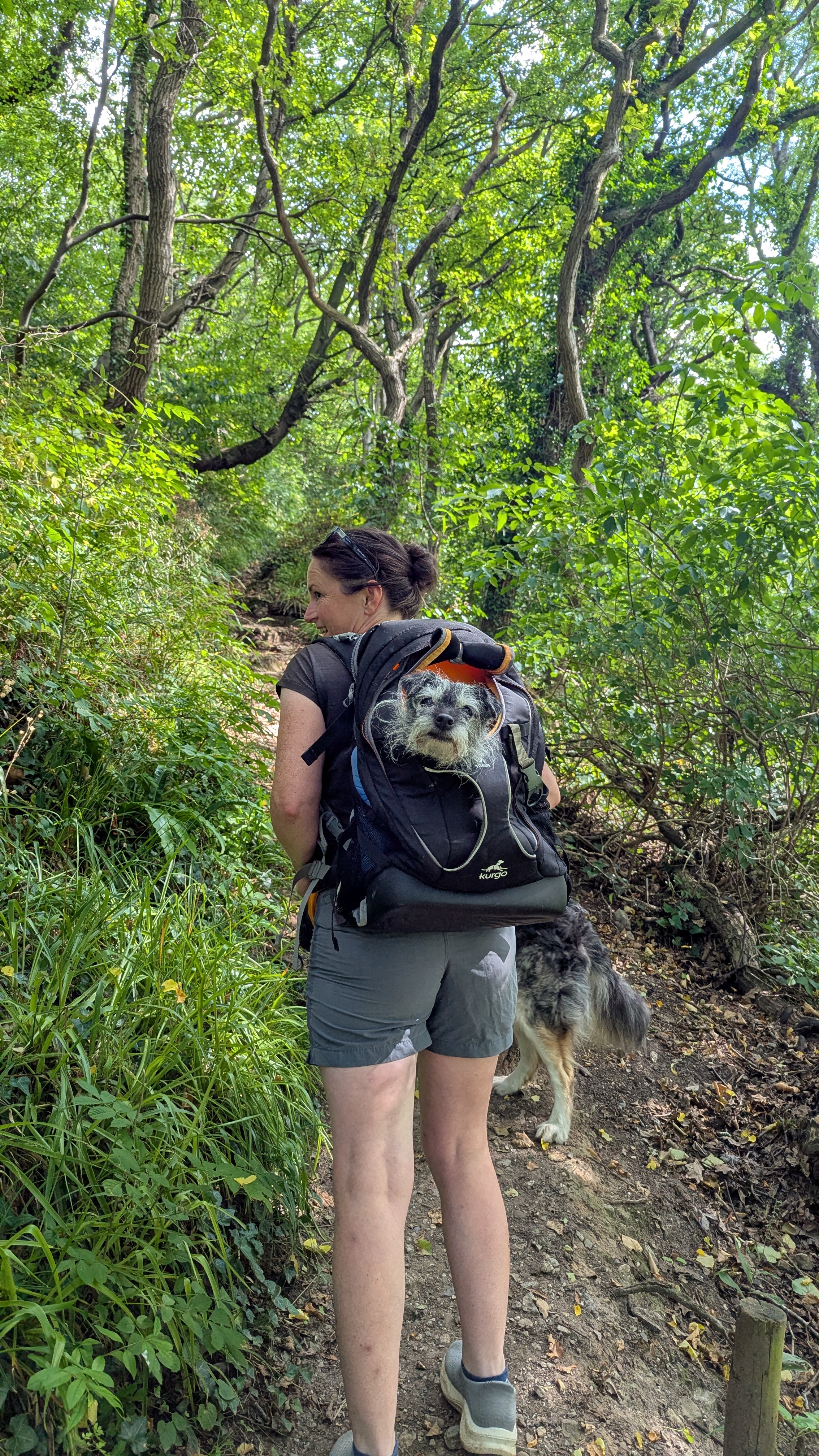 a woman walking up through a woodland path with a dog in a backpack