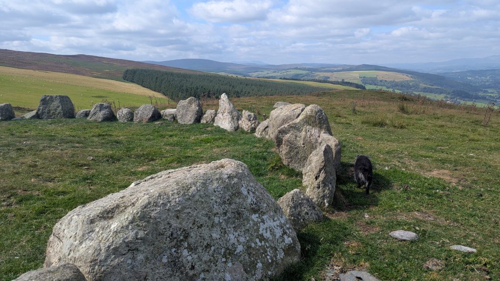 A stone circle set in lush green hills, with scattered large stones arranged in a circular formation. A black animal can be seen in the foreground, adding to the serene atmosphere of the ancient site. Moel Ty Uchaf stone circle