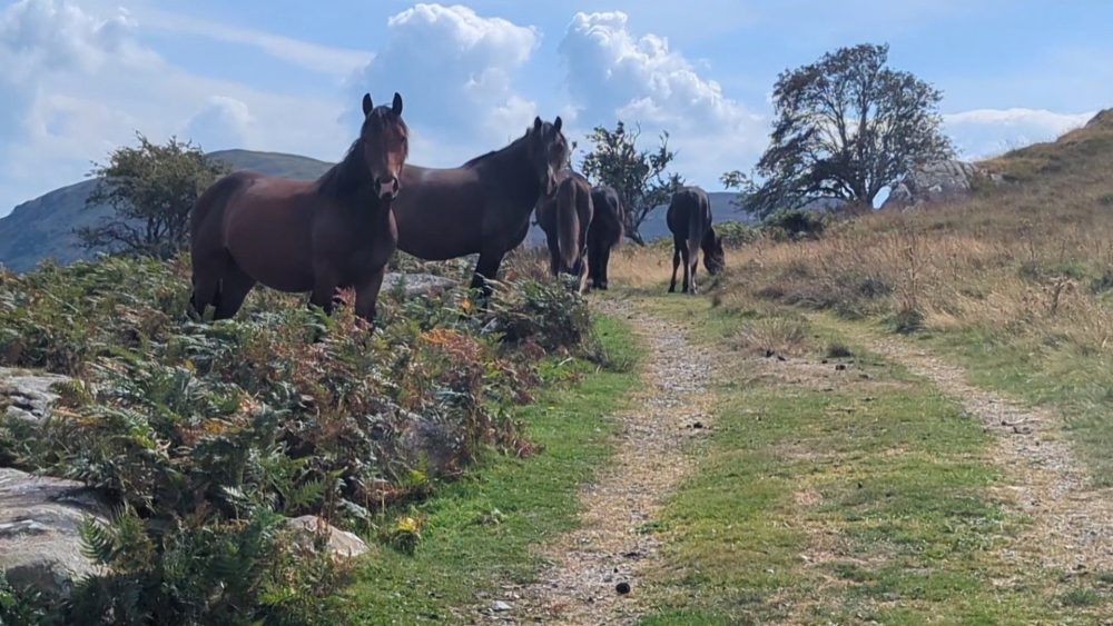 Carneddau Ponies in Cwm Dulyn