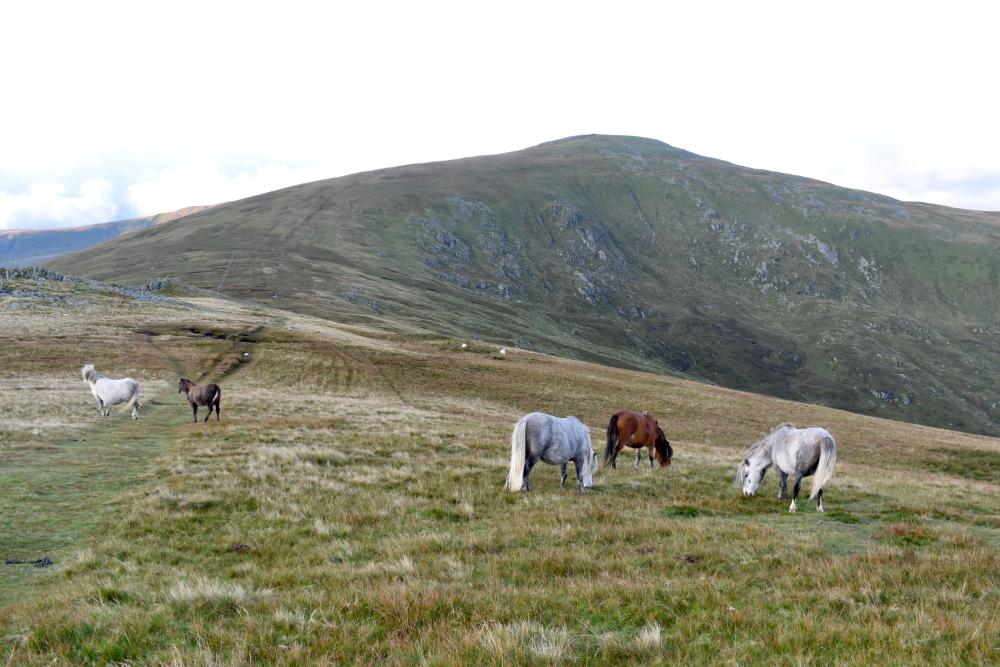 A group of Carneddau ponies grazing in the grassy foothills of the Carneddau mountains in North Wales.