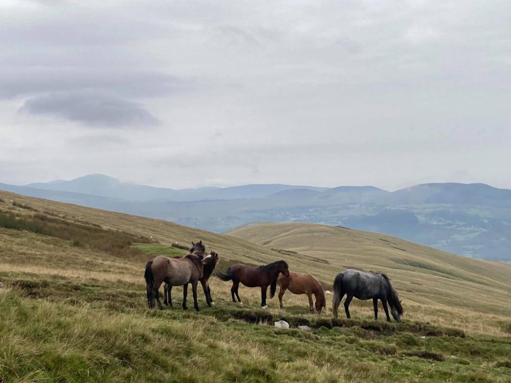 A group of Carneddau ponies grazing in the lush, hilly landscape of the Carneddau mountains in Snowdonia, Wales, under a cloudy sky.