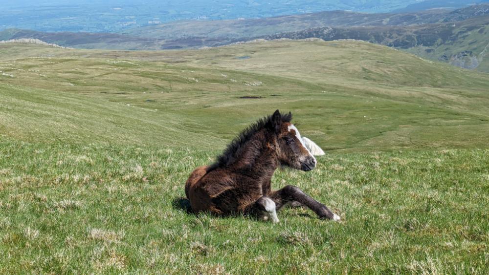 A young Carneddau pony resting on lush green grass with a scenic mountainous landscape in the background.