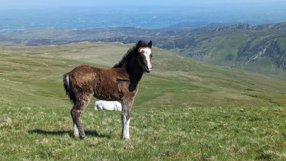 A young Carneddau pony standing in a grassy landscape with rolling hills and a distant view of mountains in Snowdonia, North Wales.