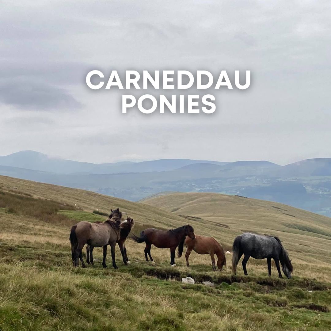 Carneddau Ponies: The Wild Horses of Eryri (Snowdonia)
