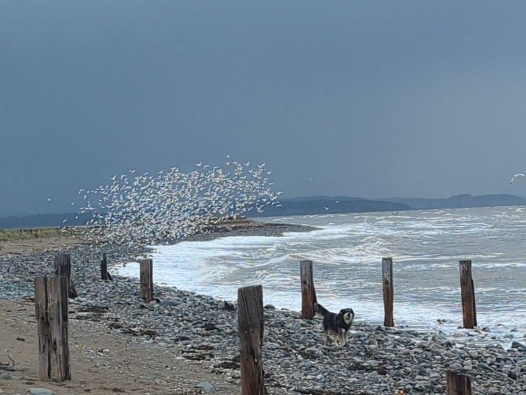 Oyster Catchers on Glan y Mor Elias