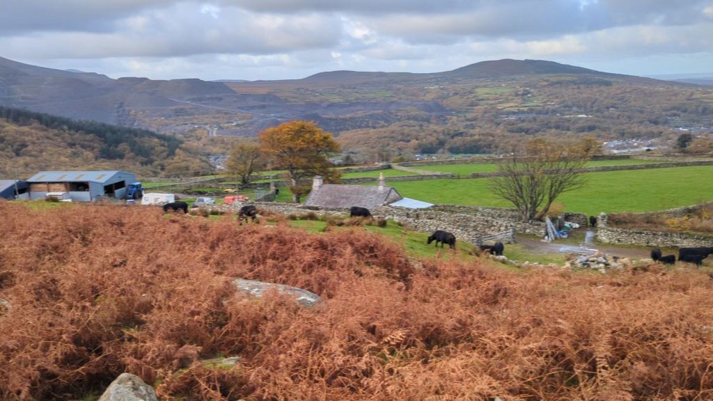 A panoramic view of a rural landscape near Bethesda, Wales, featuring brown bracken in the foreground, grazing cows, stone walls, and distant mountains under a cloudy sky.