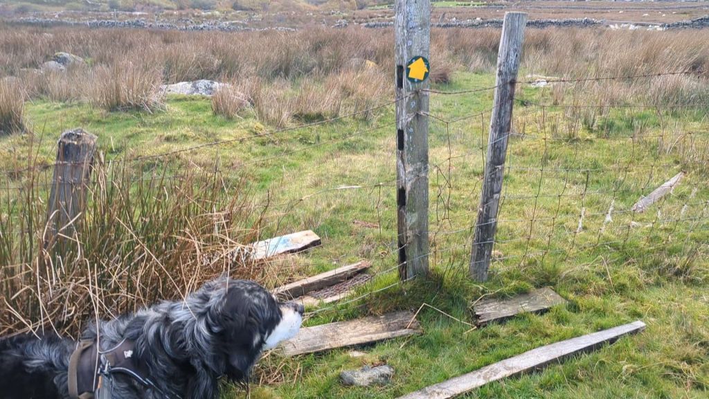 A dog resting near a wooden fence marker in a grassy area, with overgrown vegetation and a stone wall in the background.