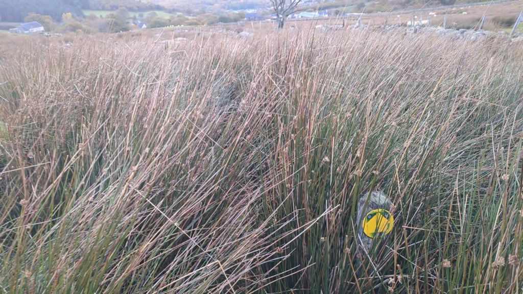 A close-up view of tall grass with a yellow trail marker peeking through, set against a background of rolling hills and distant farmland.