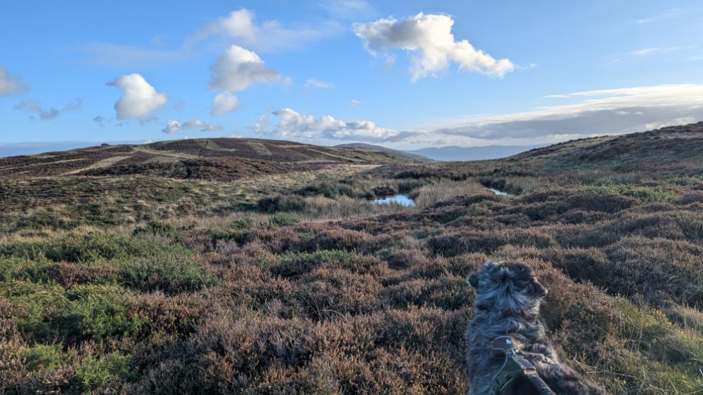 A dog standing on a hillside covered with heather, overlooking a scenic landscape with rolling hills and a partly cloudy sky in North Wales.