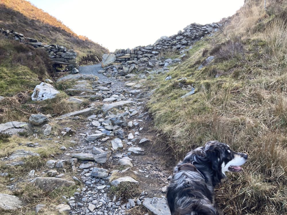 A rocky trail winding through grassy terrain with a dog walking beside it, leading towards a stone wall in the distance.
