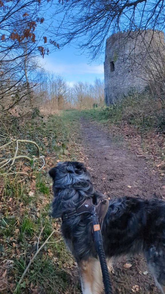 A dog standing on a dirt path with a tower in the background, surrounded by trees and greenery.
