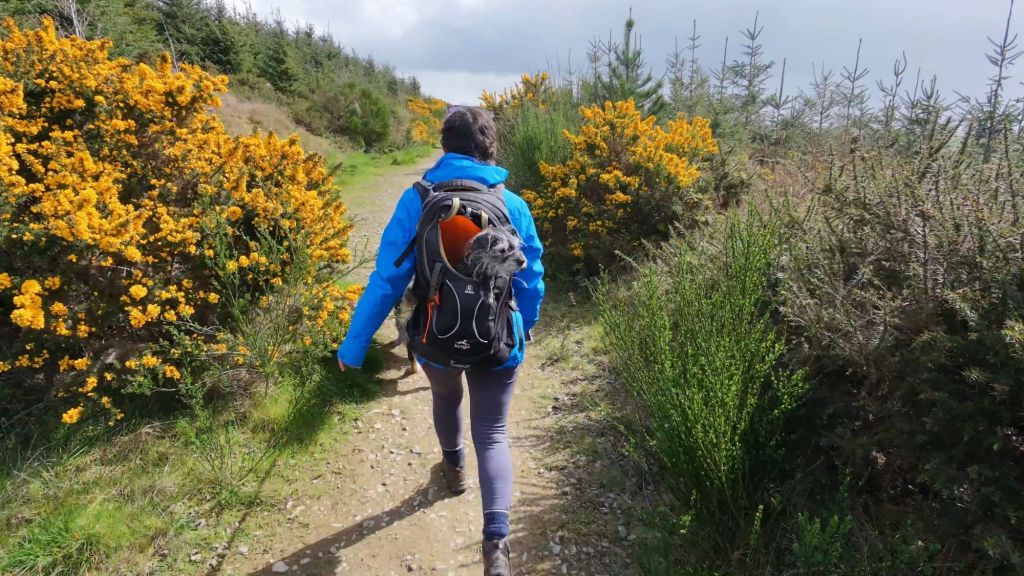 A person wearing a blue jacket and carrying a backpack walks along a dirt path lined with vibrant yellow flowering bushes and green foliage.