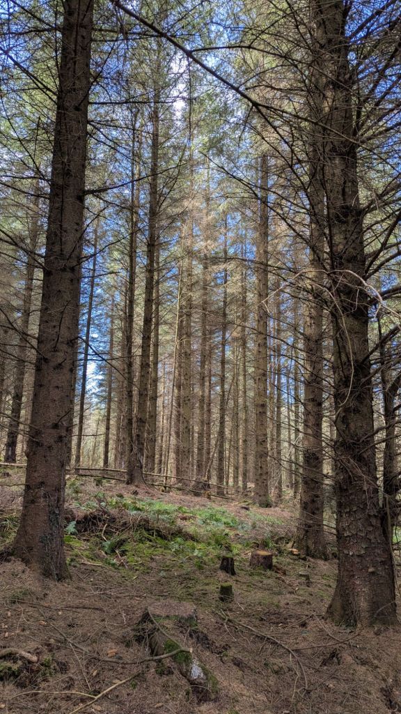 A dense forest scene featuring tall trees with a clear blue sky visible above, showcasing a natural woodland environment.