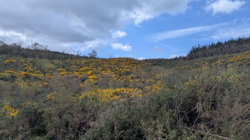 A hillside covered with yellow flowering shrubs under a mostly cloudy sky, surrounded by trees in the background.
