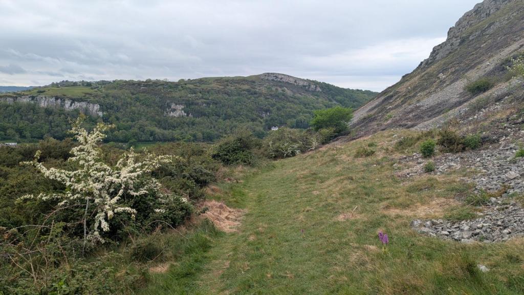 Scenic landscape featuring a grassy path alongside a flowering bush, with rolling hills and cliffs in the background under a cloudy sky.