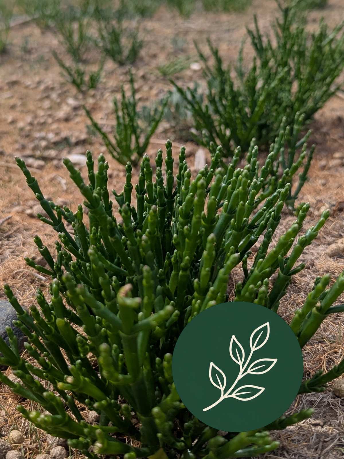 Marsh Samphire in North Wales: Where to Find It, How to Cook It and Why It’s So Good for You