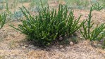 samphire growing on a salt marsh in North Wales with rabbit droppings
