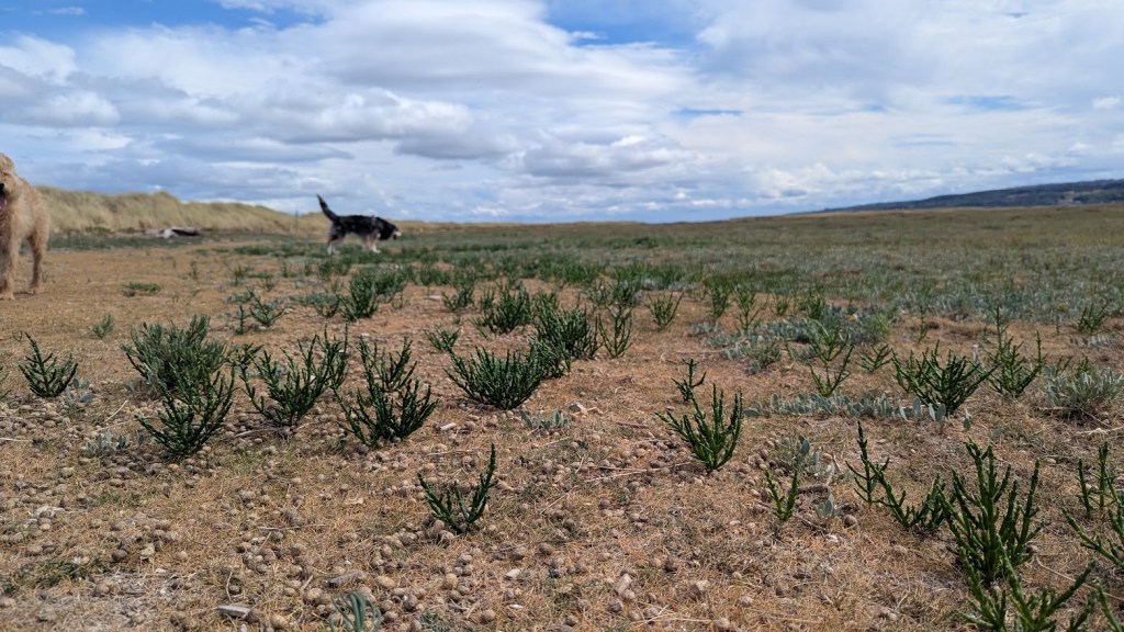 A scenic landscape featuring low green plants and dry soil, with two dogs walking in the background under a cloudy sky.